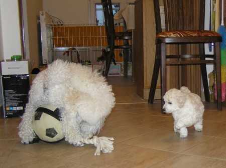 39. den: CERES dotáhla balón...